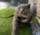 Kingsley_edited.jpg