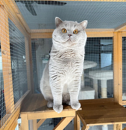 Angelo — imported British Shorthair lilac sire at Pawfect Blues