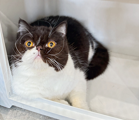 Chanel — British Shorthair chocolate bicolour dam at Pawfect Blues