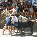 lacher de toros - feria millas