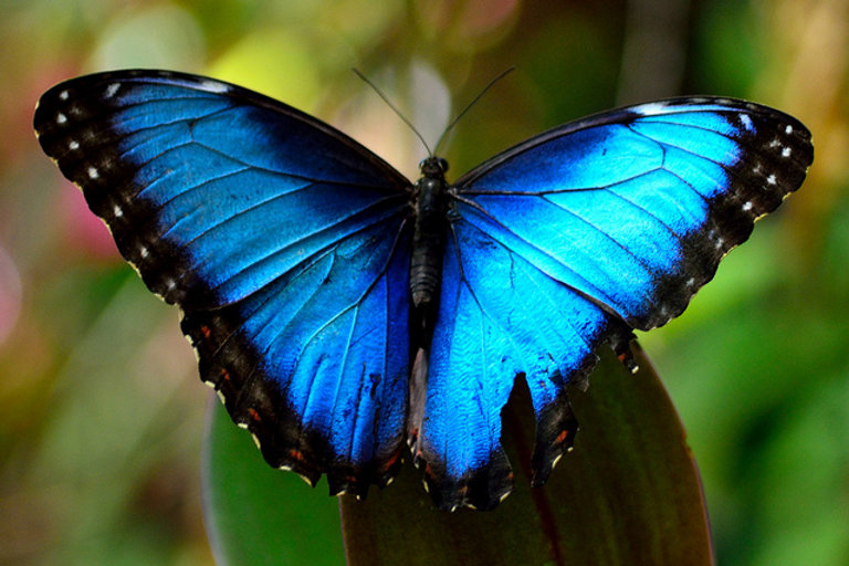 blue-butterfly mom.jpeg