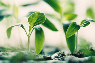 bright green fresh plants that are young and vibrant as background for Fees page