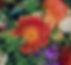 Flowers_edited.jpg