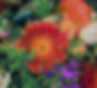 Flowers_edited.jpg