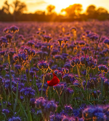 why ketamine assisted therapy field of glowing flowers