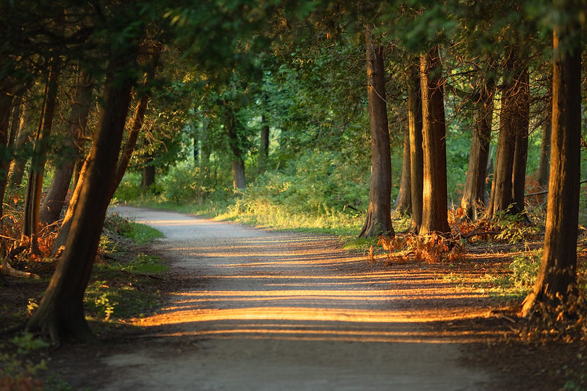 serene and calming path with green trees showing you the way forward