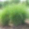 Gracillimus Maiden Grass.jpg