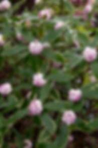 Daphne Odora Aureo-Marginata.jpg