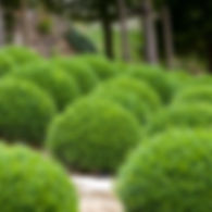 dwarf-english-boxwood.jpg
