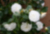 Camellia Nuccios Gem 2.jpg