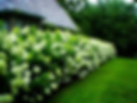 hydrangea-limelight.jpg