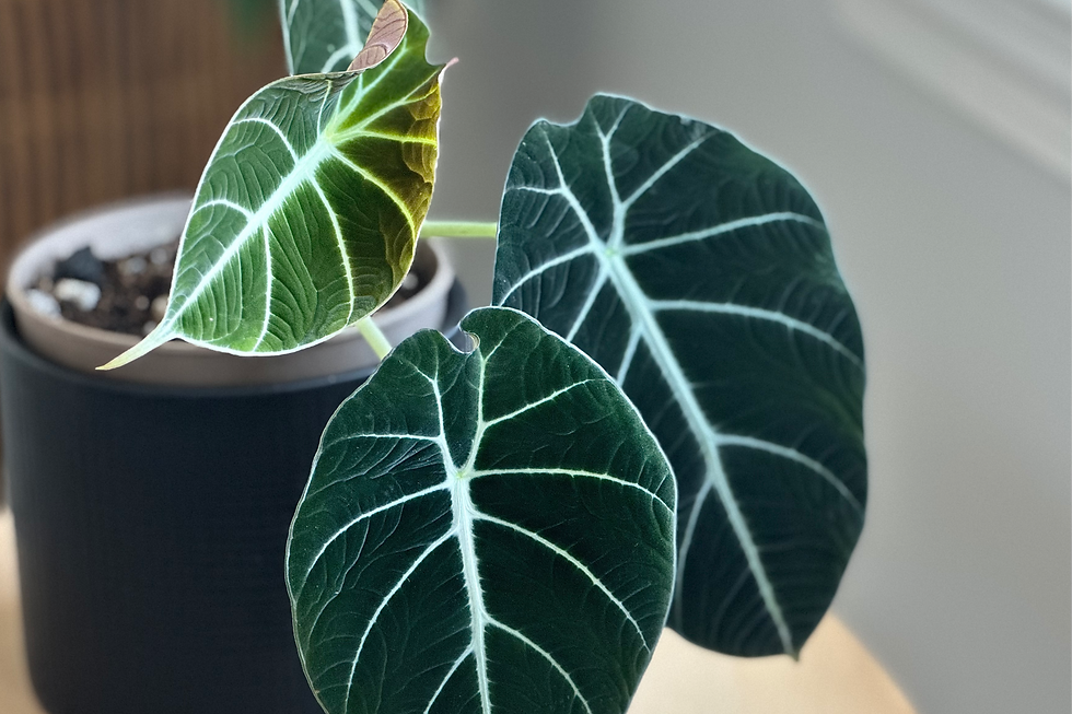 Close-up view of Alocasia Black Velvet leaf showing velvety texture and silver veins
