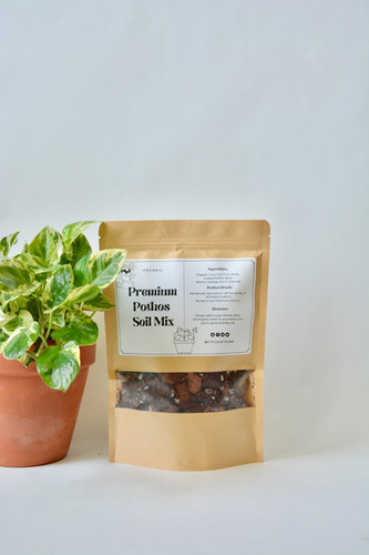 amille dieffenbachia camille Dieffenbachia Camille for Sale | Dumb Cane main image 0