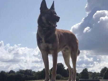 Guardian Angels: Unveiling the Top 10 Guard Dog Breeds for Your Home Security