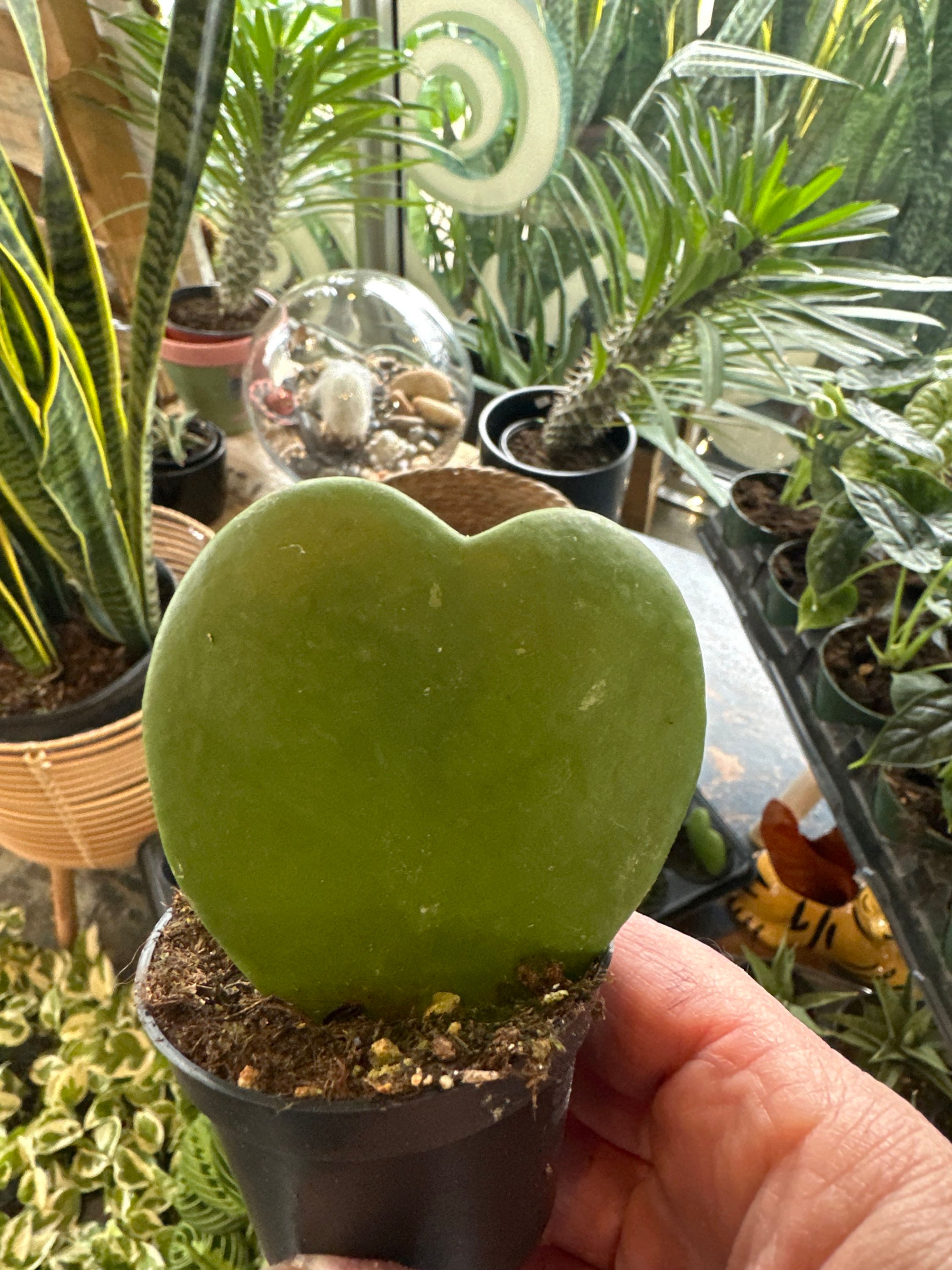 Hoya Heart Leaf   2.5”