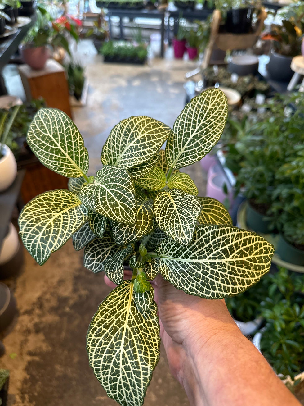 Fittonia White