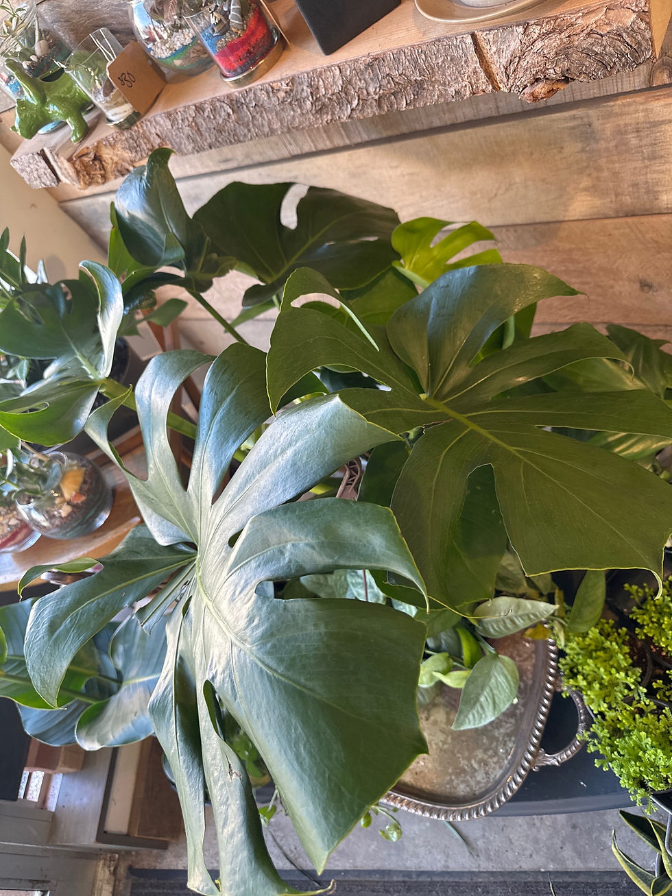 Monstera Deliciosa 10"