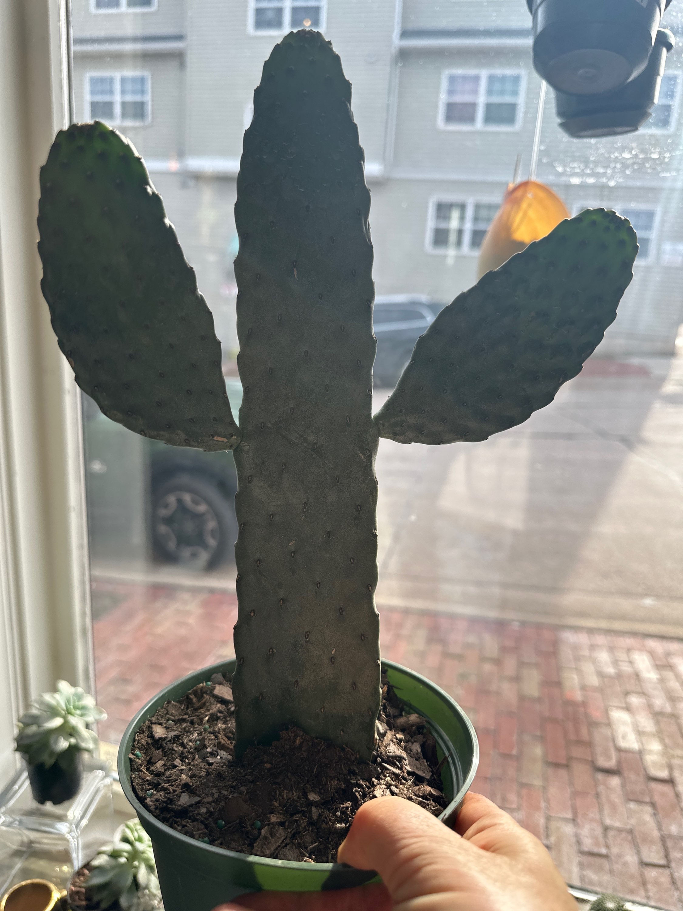 Cowboy Cactus ( Opuntia)