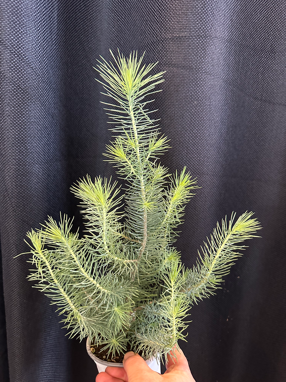 Italian Stone Pine ( pinus pinea)