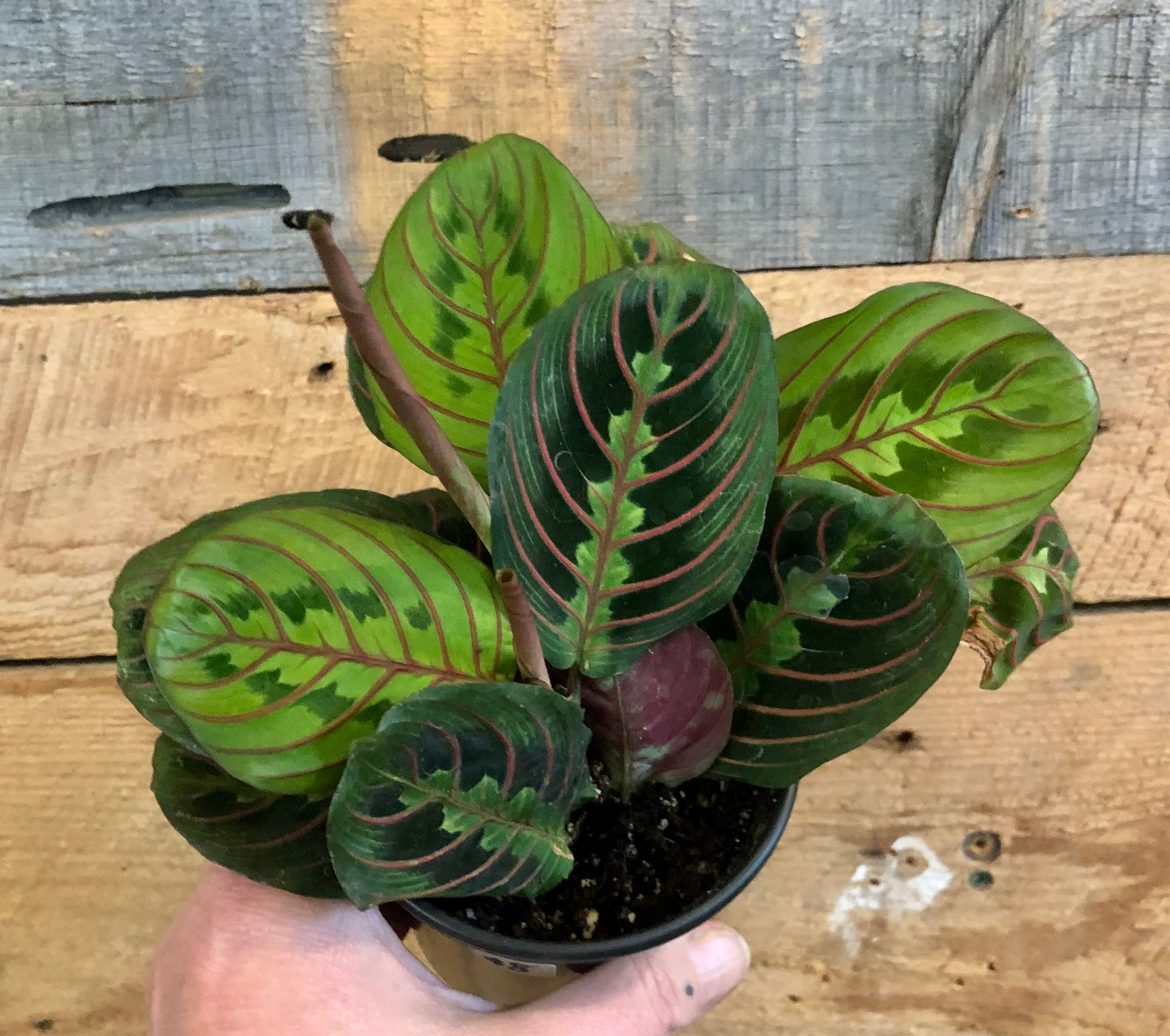 Maranta - Red