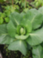 farm allotment 1
