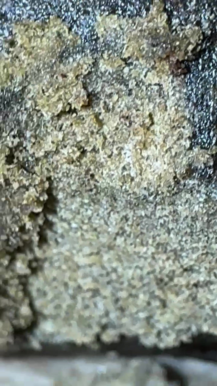 Miniaturbild: THCA PineApple Dry [48.4%] (Natural Hasch Grade AAAA)