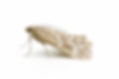 AdobeStock_23419329.jpeg