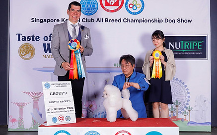 art-of-pets-poodle-dog-show