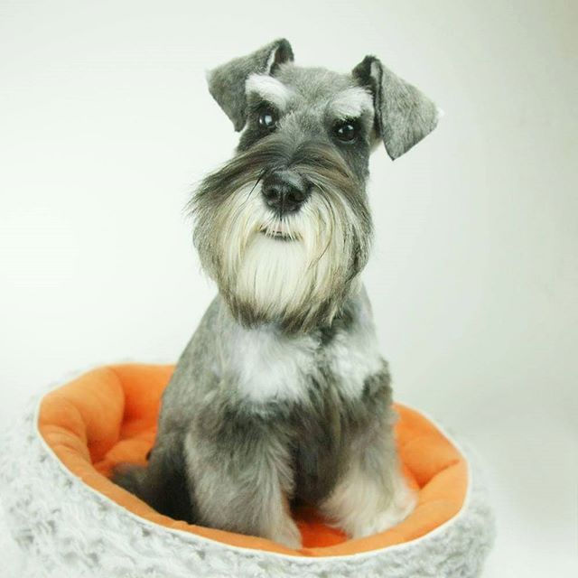 Schnauzer $30