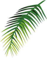 Folha tropical