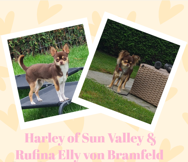 Harley und Elly