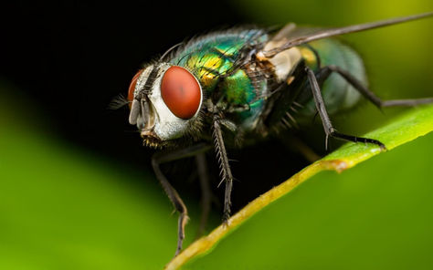 Are flies the experts of time manipulation?
