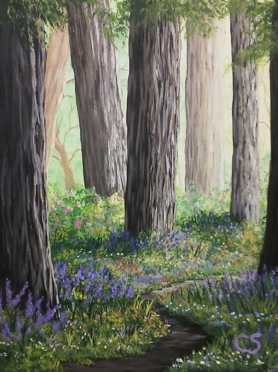 Redwood Walk