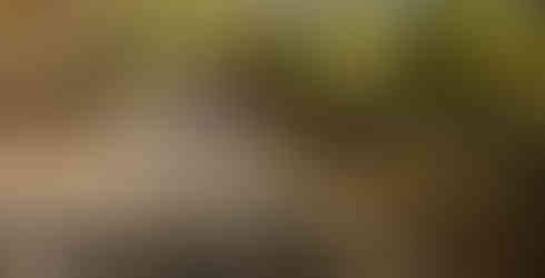 two young children biking on a trail through fall leaves as happy dog looks on