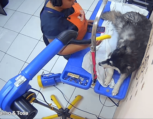 Funcionária do Rock Family Petshop em São Luís realizando banho e tosa em um cachorro grande, capturado pelo sistema de monitoramento por câmeras
