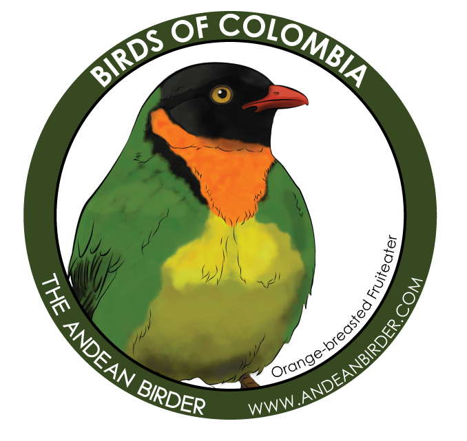 Orange-breasted fruiteater sticker