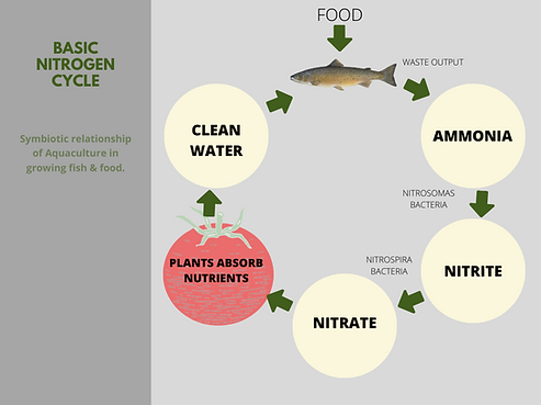 Aquaponic Nitrogen Cycle