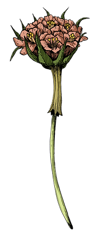 fiore 13 c.tif