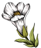 fiore 15 c.tif