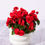 Thumbnail: Reiger Begonia - 6.5"