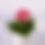 Thumbnail: Gerbera Daisies - 4.25"
