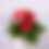 Thumbnail: Gerbera Daisies - 4.25"