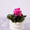 Thumbnail: Cyclamen - 6.5"
