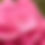 Thumbnail: Hydrangea - 6.5"
