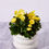 Thumbnail: Reiger Begonia - 6.5"