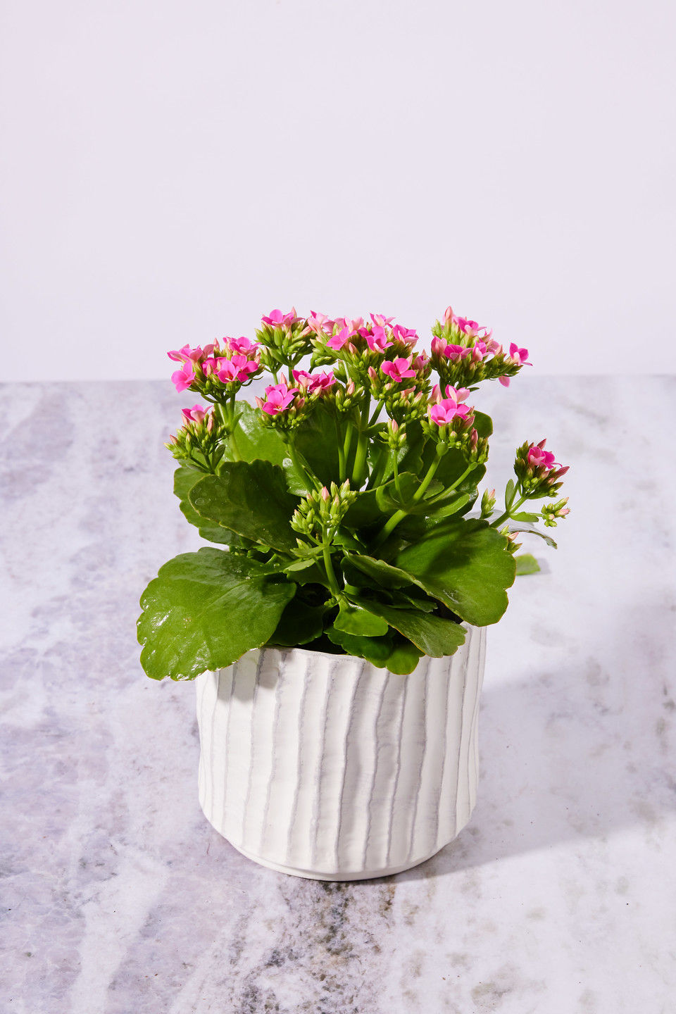 Thumbnail: Kalanchoe - 4.25"