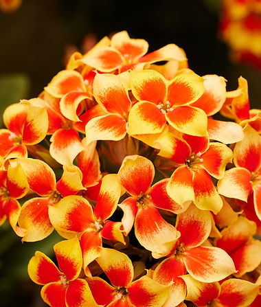 Kalanchoe Bloom 2.jpeg