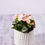 Thumbnail: Reiger Begonia - 4.25"