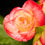 Thumbnail: Reiger Begonia - 4.25"