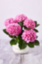 Hydrangea - 6.5"
